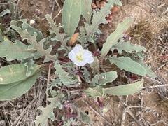 Oenothera wigginsii