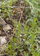 Galium tenuissimum
