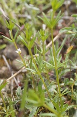 Galium tenuissimum