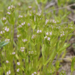 Valerianella pumila