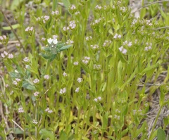 Valerianella pumila