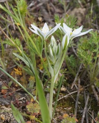 Ornithogalum navaschinii