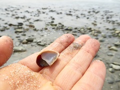 Crepidula onyx