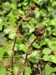 Dryopteris erythrosora