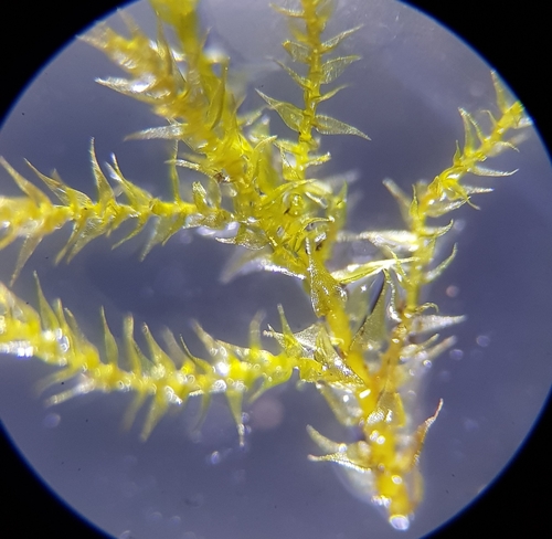 Paprastoji bukasnapė nuotrauka