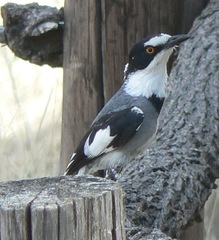 Lanioturdus torquatus