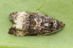 Endothenia gentianaeana