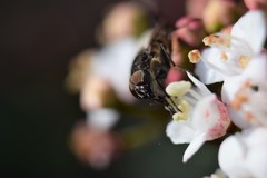 Stomorhina lunata
