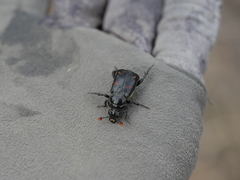 Nicrophorus guttula