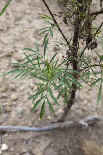 Tagetes terniflora, photograph 6