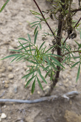 Tagetes terniflora, photograph (c) Frank Dietze, some rights reserved (CC BY)