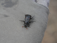 Nicrophorus guttula
