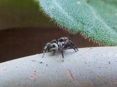 Corythalia conferta