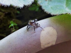 Corythalia conferta