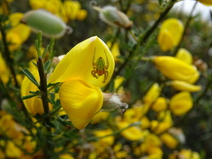 Araniella opisthographa