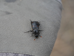 Nicrophorus guttula