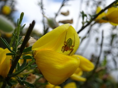 Araniella opisthographa