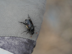 Nicrophorus guttula