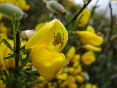 Araniella opisthographa