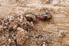 Scaphidema metallicum