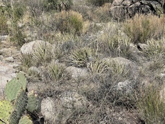 Agave schottii schottii