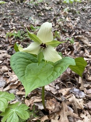Trillium erectum erectum