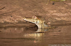 Paleosuchus trigonatus