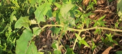 Solanum stramoniifolium