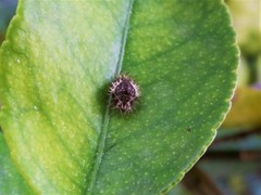 Insecta