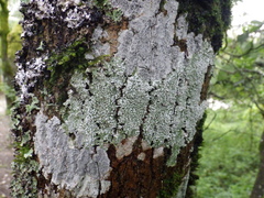 Phaeographis dendritica