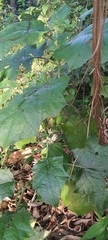 Solanum stramoniifolium