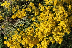 Aurinia saxatilis