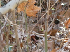 Zonotrichia albicollis