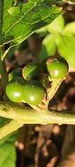 Solanum stramoniifolium