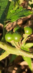 Solanum stramoniifolium