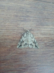 Pseudocoremia rudisata