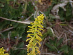 Aecidium euphorbiae