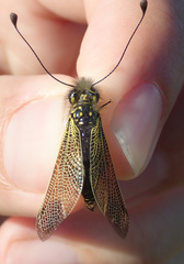 Libelloides ictericus