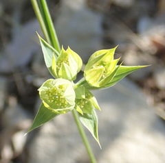 Bupleurum baldense