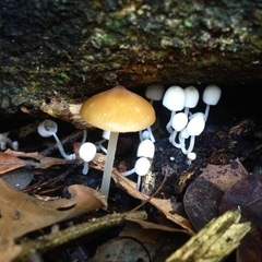 Agaricales