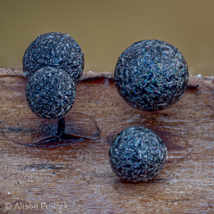 Lamproderma arcyrioides