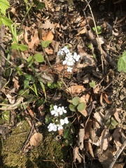 Cardamine trifolia
