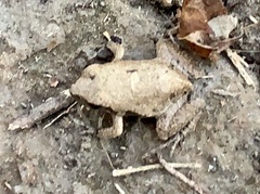 Physalaemus albonotatus