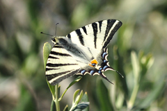 Iphiclides podalirius
