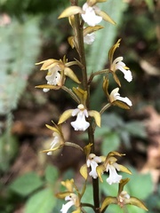 Oreorchis patens