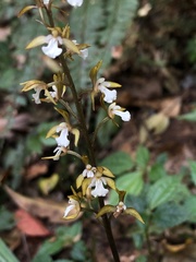 Oreorchis patens