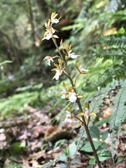 Oreorchis patens