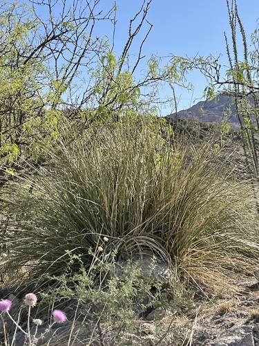 sacahuista (Nolina microcarpa)