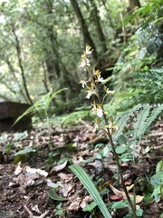 Oreorchis patens