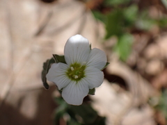 Arenaria montana